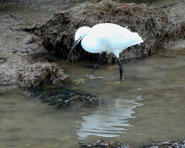 little egret